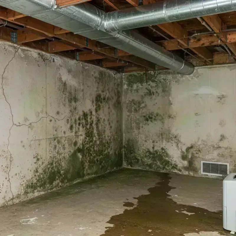 Professional Mold Removal in Payson, IL